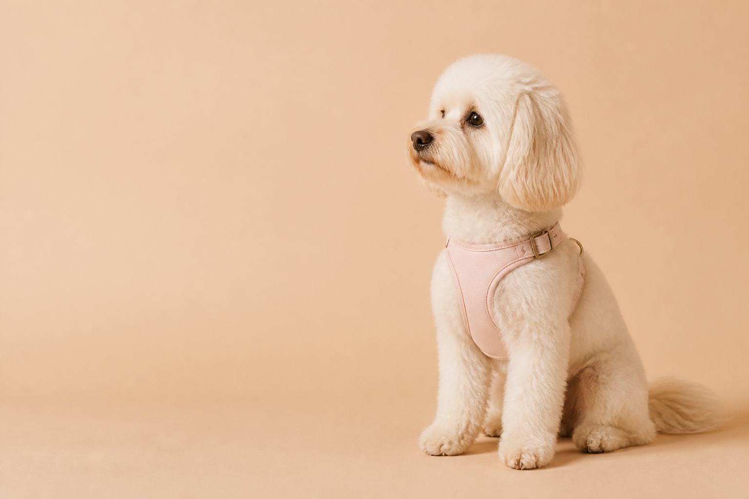Cream dog wearing a blush comfort harness in a warm studio setting